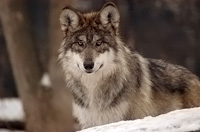 A Mexican wolf looking straight ahead.