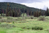 The Blue Range wolf recovery area.