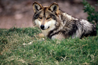 A Mexican wolf laying in the grass.