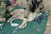 A wolf being prepared for release.