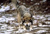 A wolf stretching on the ground.