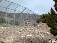 A captive wolf behind a fence.